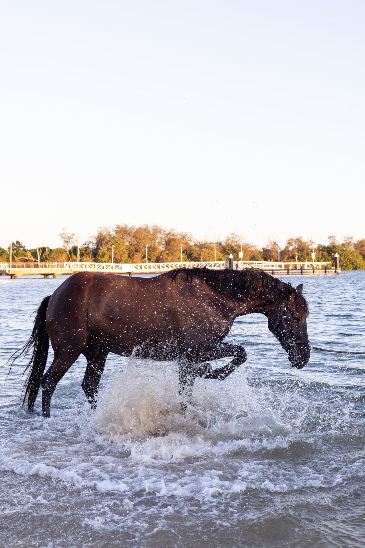 Bay horse splashing through shallow water at golden hour
