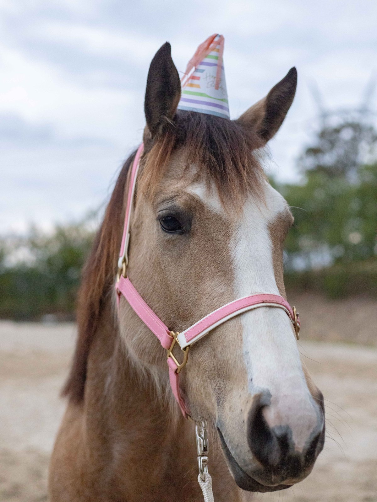 Horse in a party hat