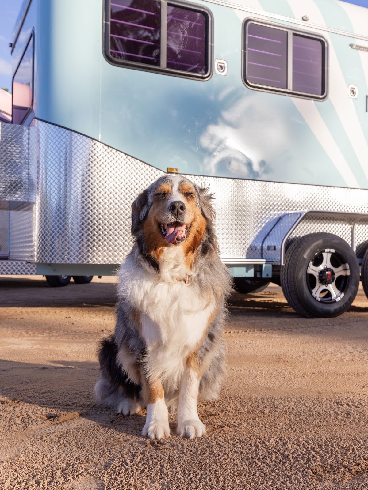 Dog sitting in front of a EuroFloat horse float